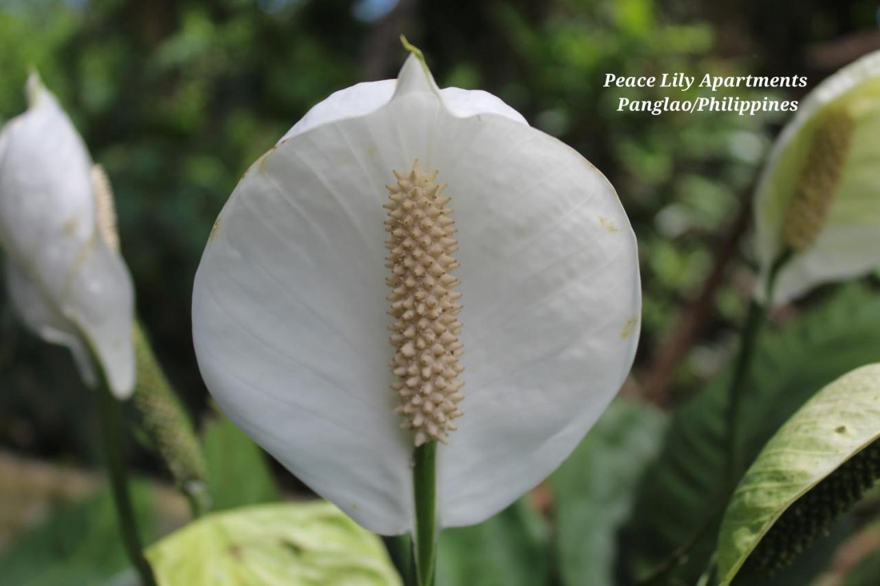 Peace Lily Studio Apartments Panglao Bagian luar foto